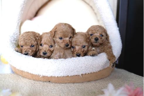 成約済の滋賀県のトイプードル-91448の4枚目