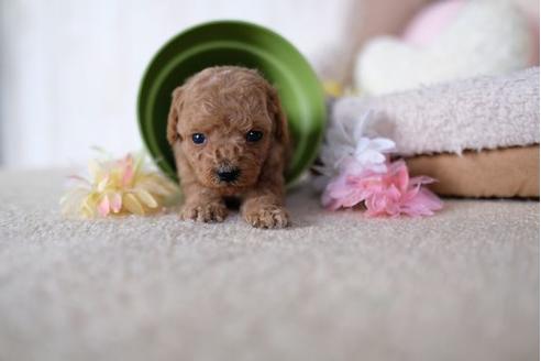 成約済の滋賀県のトイプードル-91448の3枚目