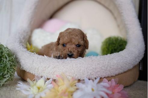 成約済の滋賀県のトイプードル-91448の2枚目