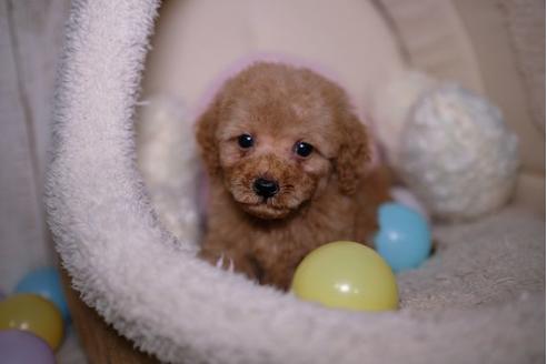 成約済の滋賀県のトイプードル-91450の1枚目