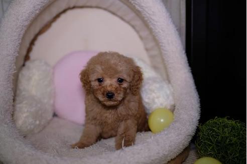 成約済の滋賀県のトイプードル-91450の5枚目