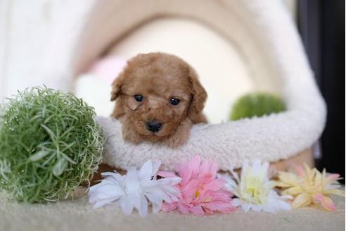 成約済の滋賀県のトイプードル-91450の3枚目
