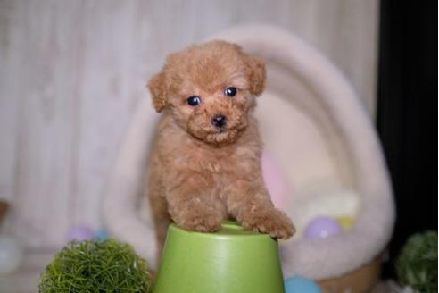 成約済の滋賀県のトイプードル-91451の1枚目