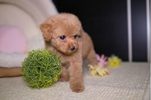 成約済の滋賀県のトイプードル-91451の5枚目