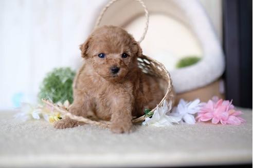 成約済の滋賀県のトイプードル-91451の3枚目