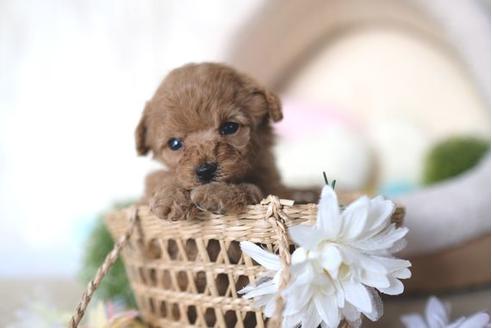 成約済の滋賀県のトイプードル-91451の2枚目