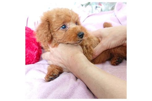 成約済の静岡県のトイプードル-92366の3枚目