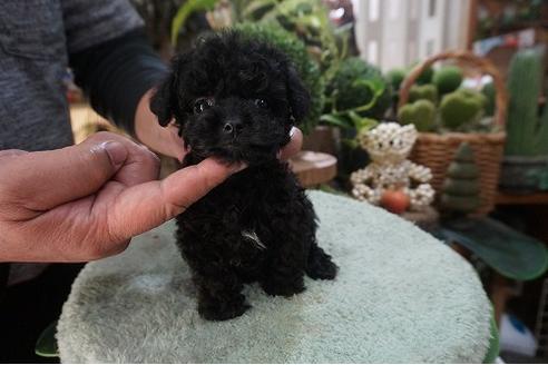 成約済の京都府のミックス犬-90677の3枚目