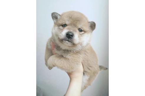 成約済の山口県の柴犬-92376の1枚目