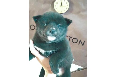 成約済の山口県の柴犬-92380の1枚目
