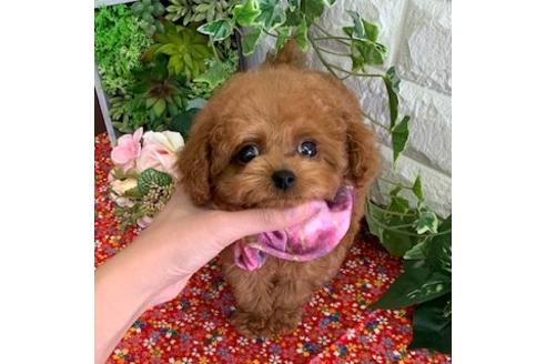 子犬