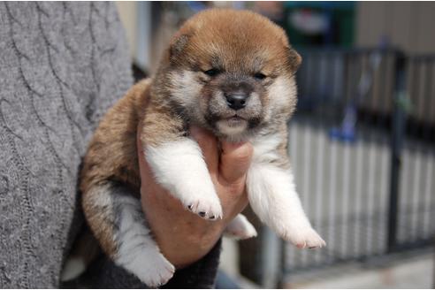 成約済の埼玉県の柴犬-92438の1枚目