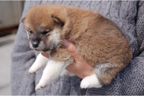 成約済の埼玉県の柴犬-92438の6枚目