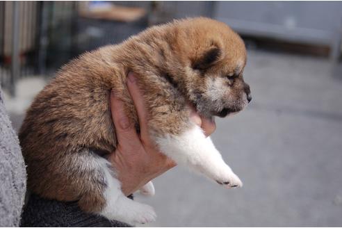 成約済の埼玉県の柴犬-92438の5枚目