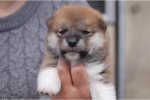 成約済の埼玉県の柴犬-92438の4枚目