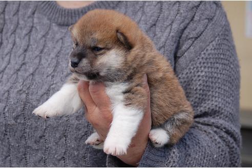成約済の埼玉県の柴犬-92438の3枚目
