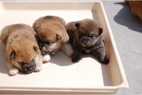 成約済の埼玉県の柴犬-92438の2枚目