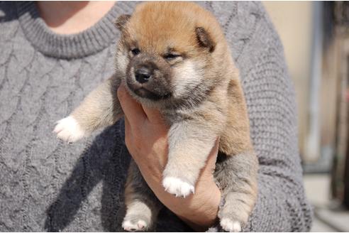 成約済の埼玉県の柴犬-92439の6枚目