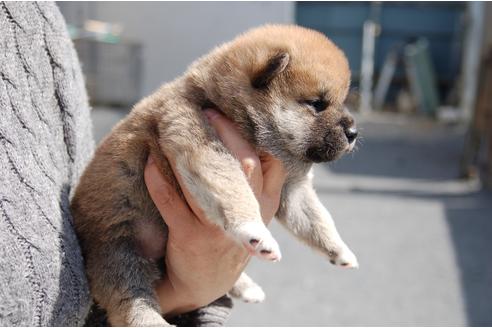 成約済の埼玉県の柴犬-92439の4枚目