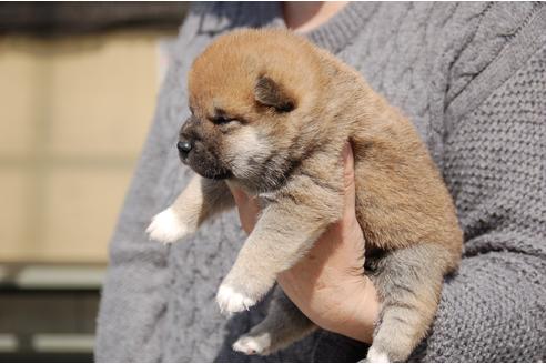 成約済の埼玉県の柴犬-92439の3枚目