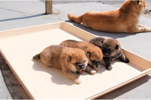 成約済の埼玉県の柴犬-92439の2枚目