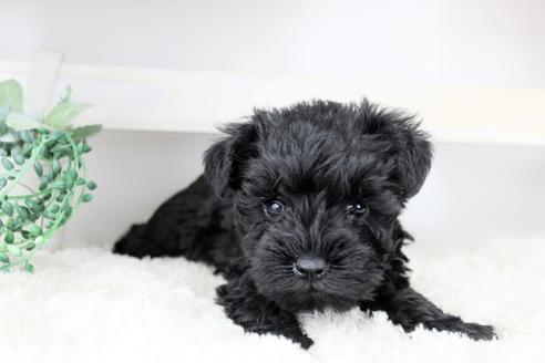 成約済の岡山県のミニチュアシュナウザー-92448の1枚目
