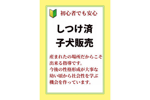 成約済の秋田県のマルックス:マルチーズ×ミニチュアダックスフンド-92294の6枚目