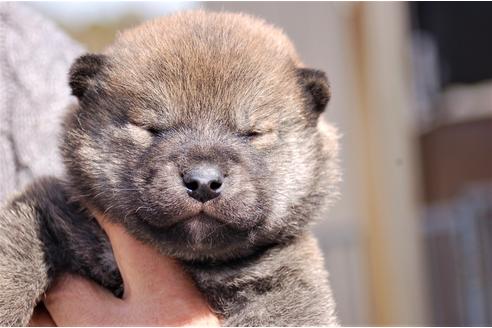 成約済の埼玉県の柴犬-92470