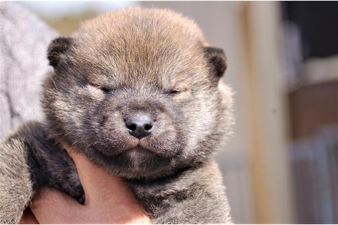 成約済の埼玉県の柴犬-92470の1枚目