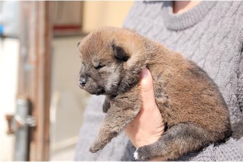 成約済の埼玉県の柴犬-92470の5枚目