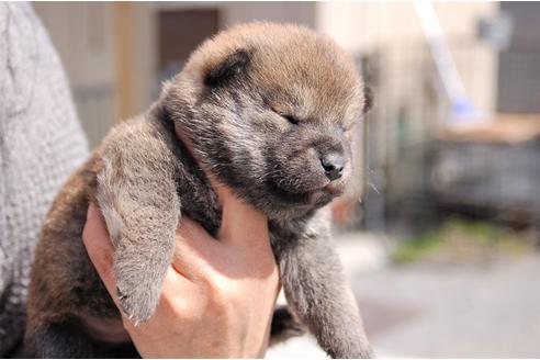 成約済の埼玉県の柴犬-92470の4枚目