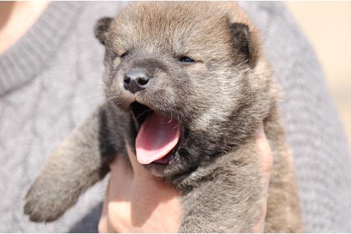 成約済の埼玉県の柴犬-92470の3枚目