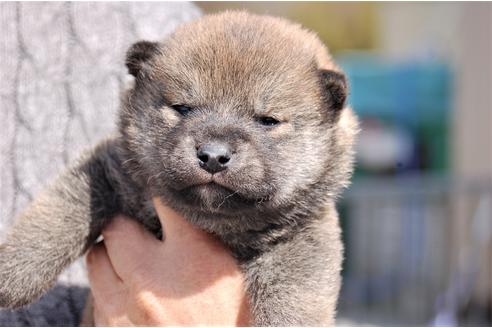 成約済の埼玉県の柴犬-92470の2枚目