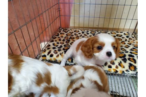 成約済の愛知県のキャバリアキングチャールズスパニエル-92019の3枚目