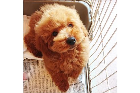 成約済の静岡県のトイプードル-92489の3枚目