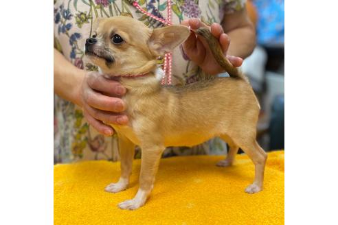 成約済の神奈川県のチワワ(スムースコート)-88561の9枚目