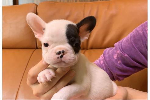 成約済の埼玉県のフレンチブルドッグ-90777の2枚目