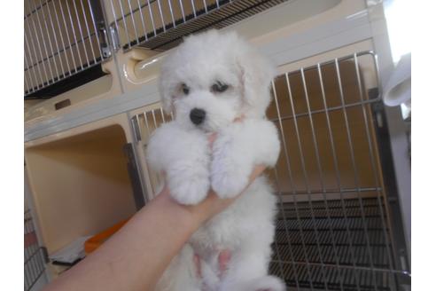 成約済の福岡県のビションフリーゼ-92491の5枚目