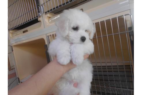 成約済の福岡県のビションフリーゼ-92491の3枚目