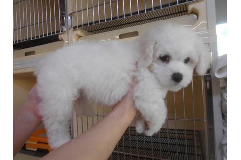 成約済の福岡県のビションフリーゼ-92491の2枚目