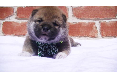 成約済の福岡県の豆柴-91098