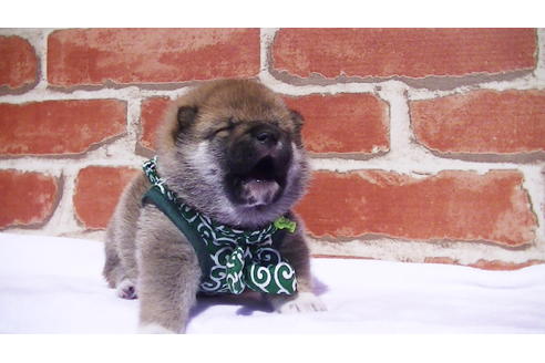 成約済の福岡県の豆柴-91098の2枚目