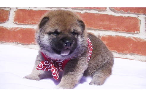 成約済の福岡県の豆柴-91097の1枚目