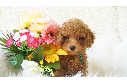 成約済の福岡県のタイニープードル-89013の7枚目