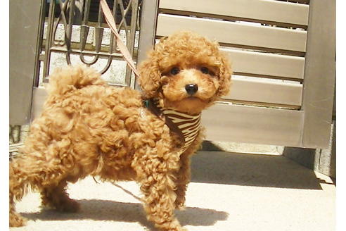 成約済の福岡県のタイニープードル-89013の6枚目