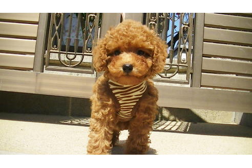 成約済の福岡県のタイニープードル-89013の5枚目