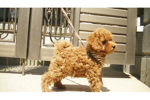 成約済の福岡県のタイニープードル-89013の4枚目