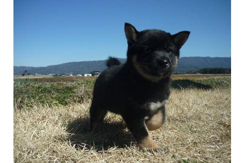 成約済の長野県の柴犬-91074の2枚目