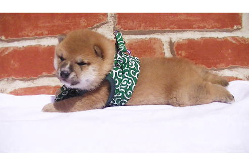 成約済の福岡県の豆柴-92542の7枚目