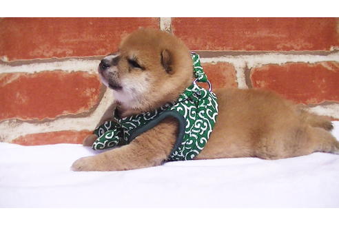 成約済の福岡県の豆柴-92542の6枚目